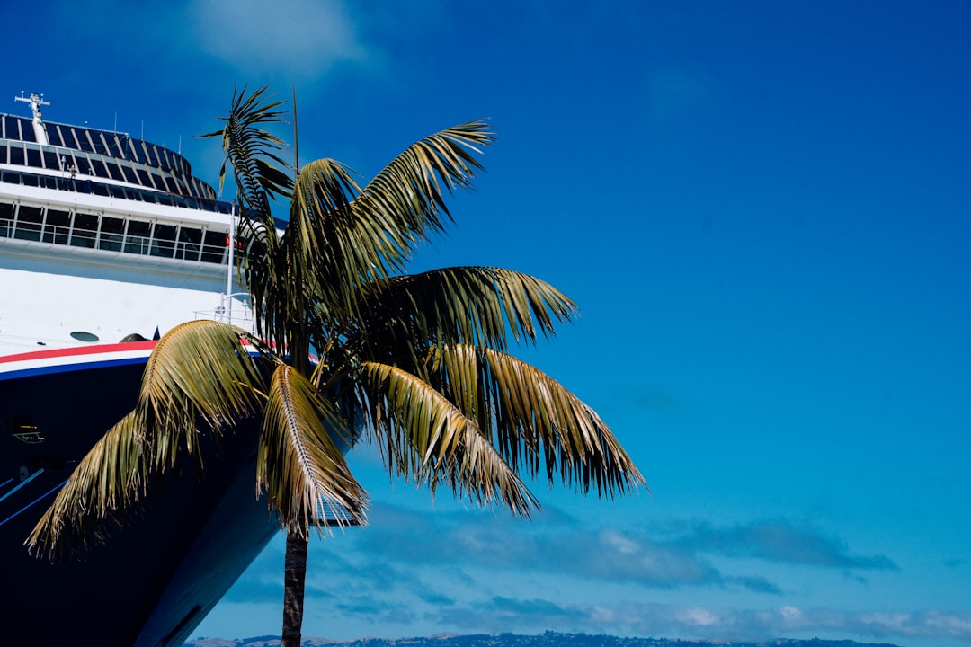 Cruise ship and palm tree on a sunny day.